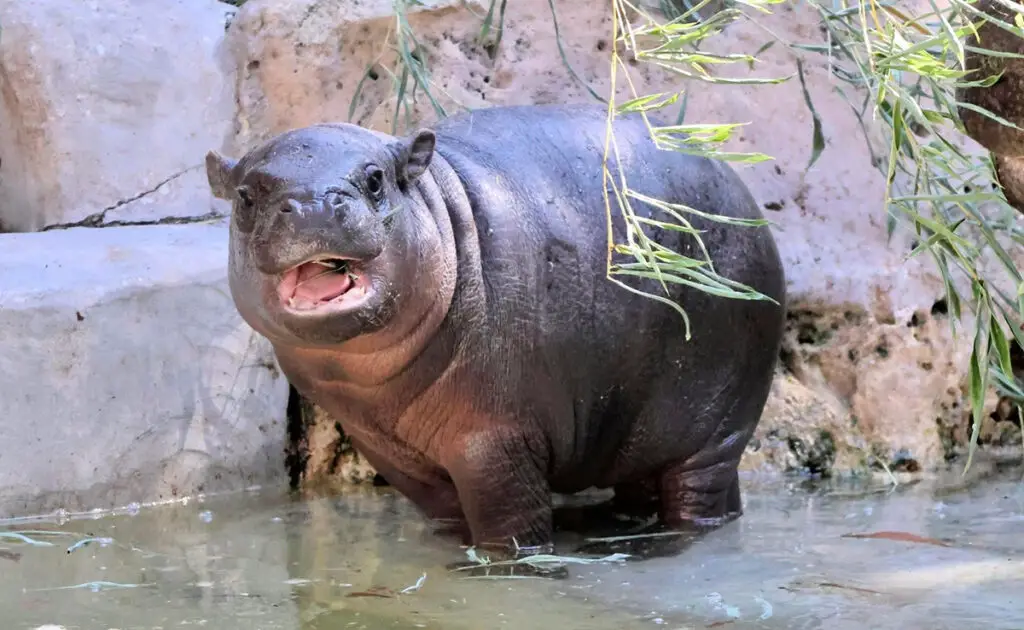 Zwerg- oder Zwergflusspferd, Social-Media-Star: Wer ist er? Wo und wie lebt er? 9 hippopotame pygmee 071006 1200 738
