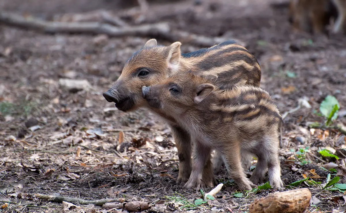 Fortpflanzung von Wildschweinen: Geschlechtsreife, Zyklus, Trächtigkeit und Geburt! 4 Fortpflanzung von Wildschweinen: Geschlechtsreife, Zyklus, Trächtigkeit und Geburt!