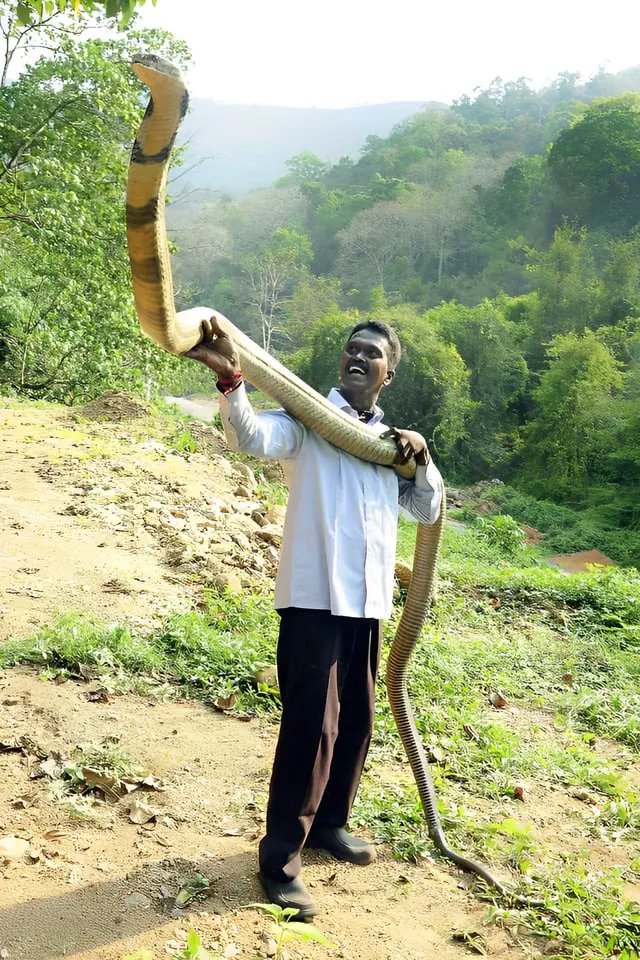 19 Monstrous Marvels That Challenge Your Perception of Size! 🦙🔍 38 Absolute Units Human compared to a king cobra