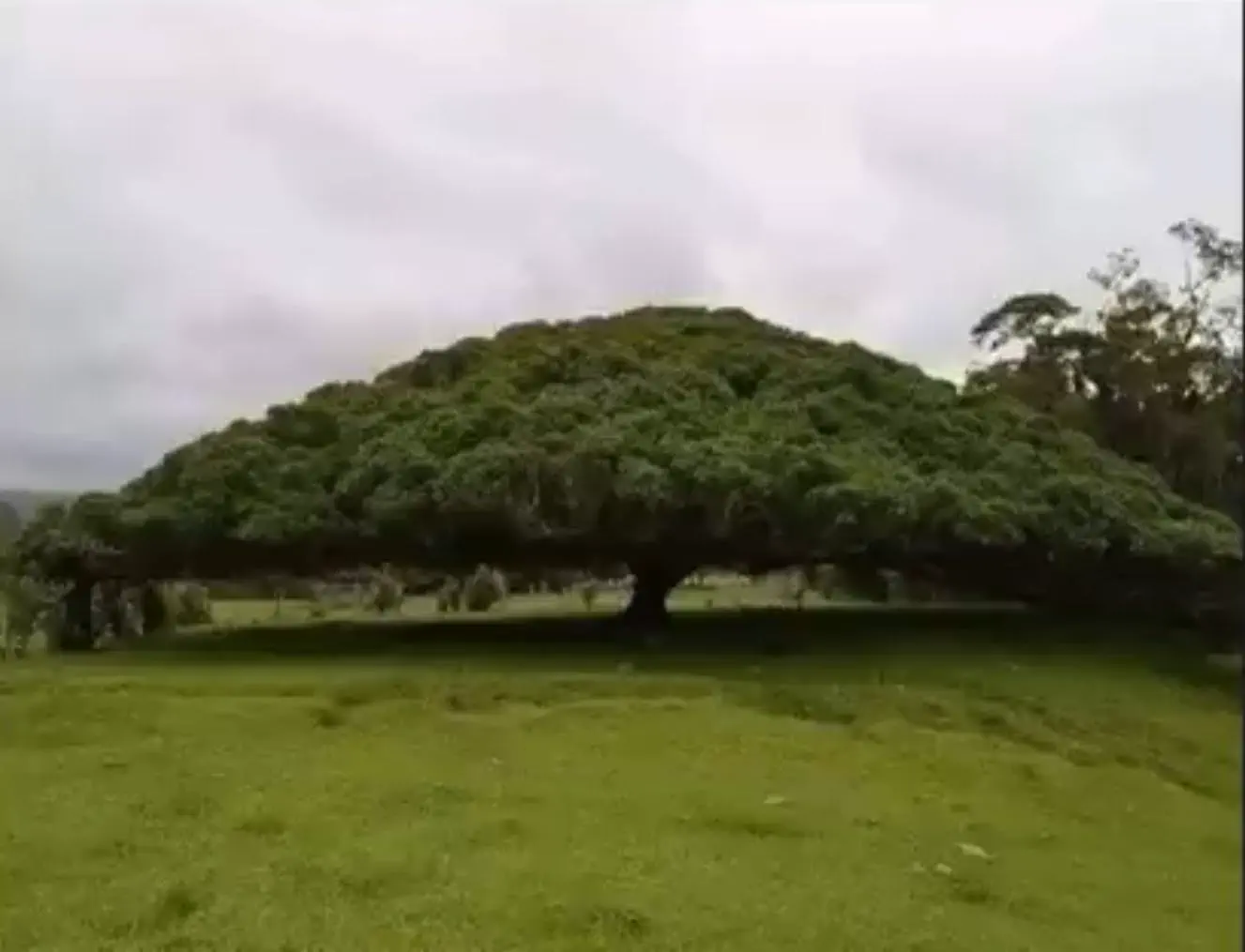 8 Crazy Massive Oddities That Prove Size Matters! đđ 14 Absolute Units of a 170ft wide tree