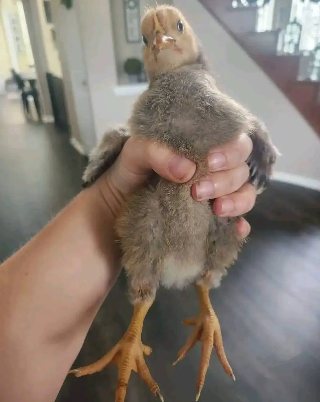 19 Monstrous Marvels That Challenge Your Perception of Size! 🦙🔍 33 Absolute Units of a 2 week old baby chick