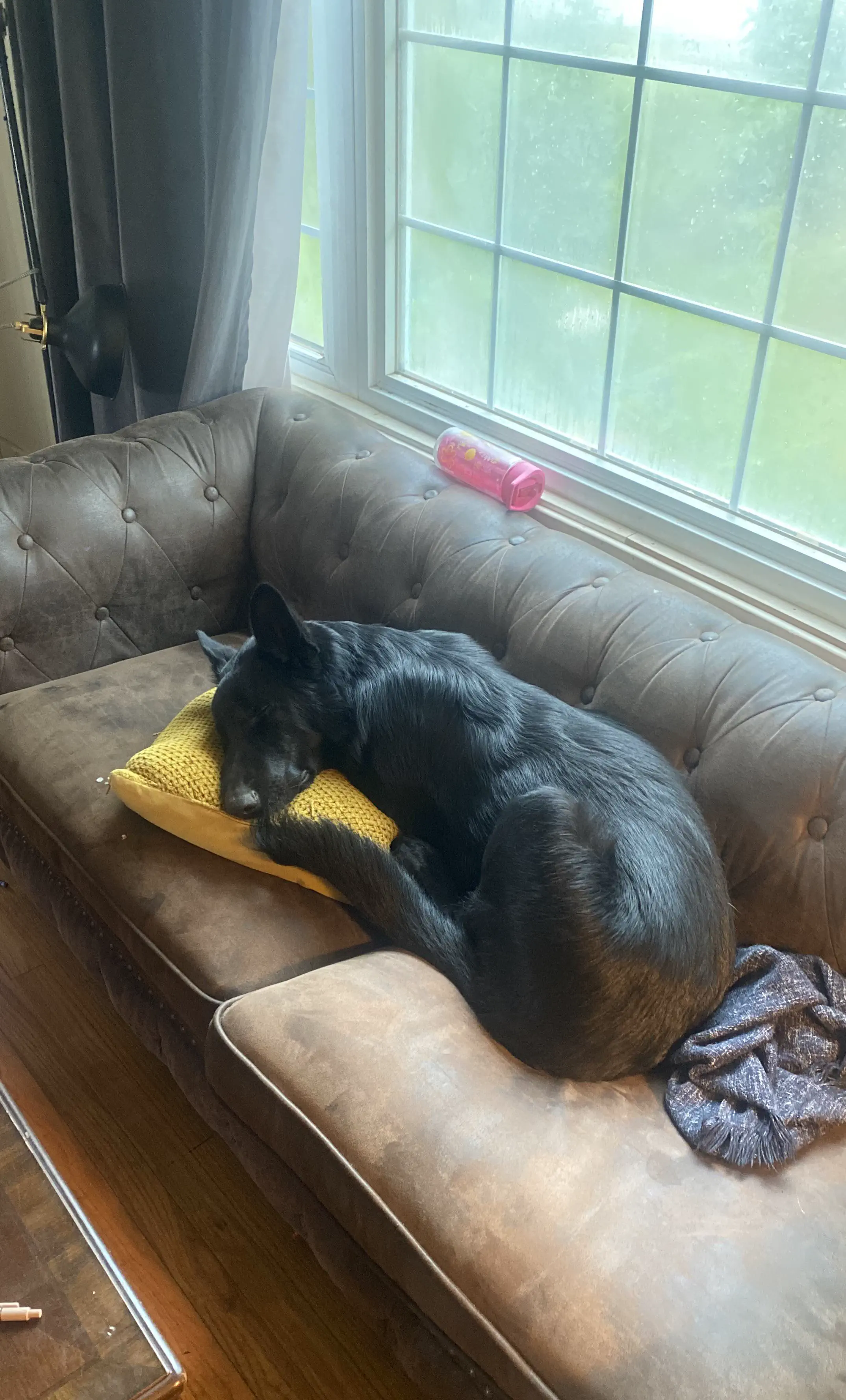 13 Extraordinary Absolute Units That Will Startle You! 🐾 25 Absolute Units of a 6 month old puppy