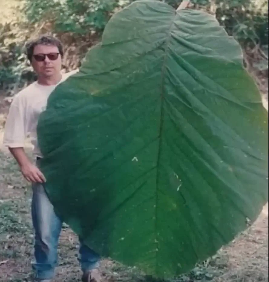 14 Unbelievably Large Oddities You Simply Must See! 🤯🐾 19 Absolute Units of a Amazonian tree leaf