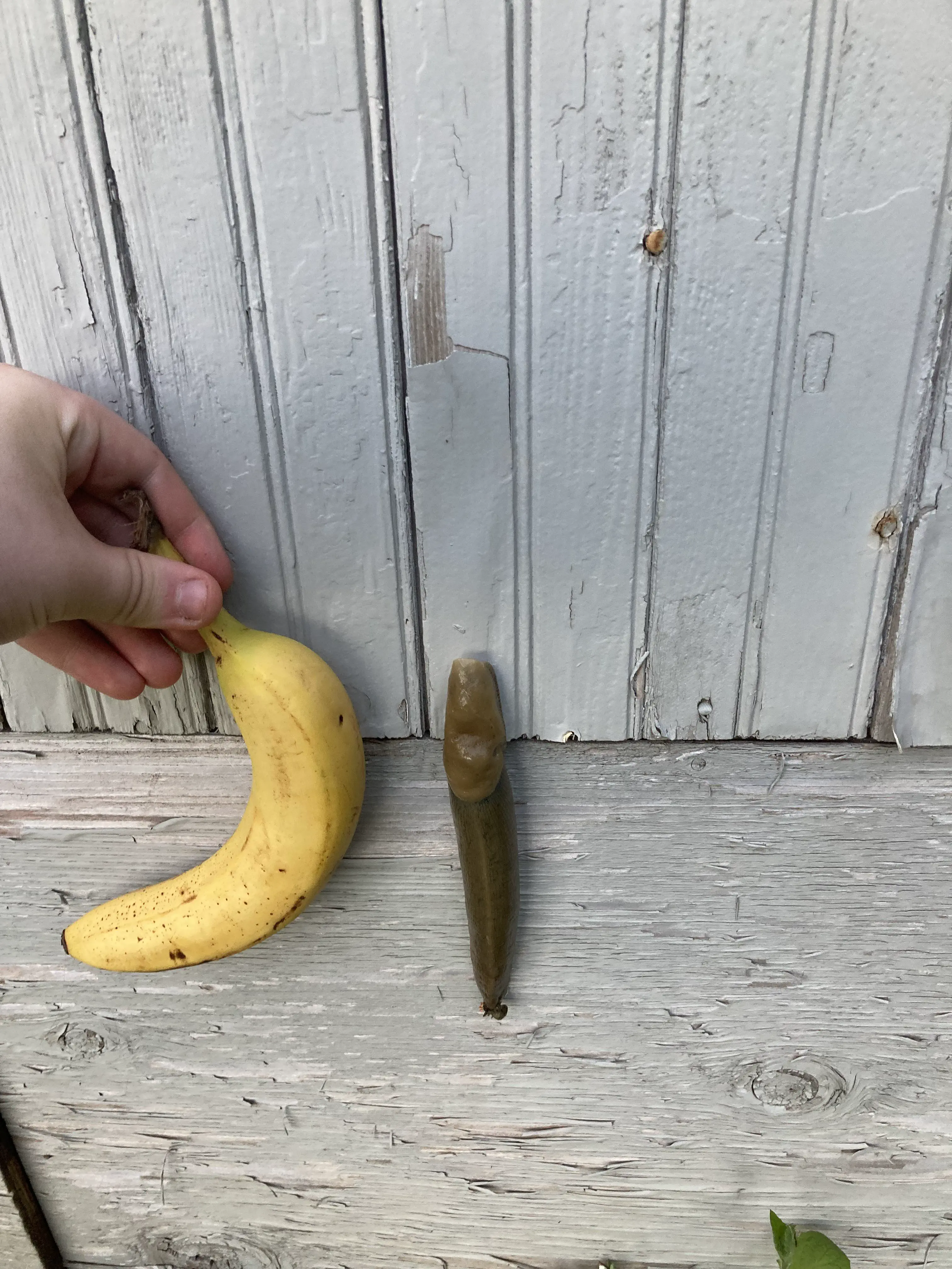 14 Massive Oddities That Will Challenge Your Perception of Size! đ 22 Absolute Units of a Banana slug (non-slug banana for scale)