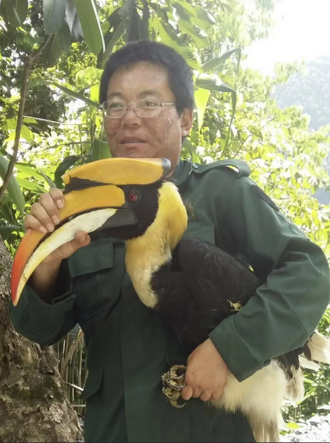 20 Mind-Blowing Behemoths That Redefine Huge! 🦀🦐 26 Absolute Units of a beak belonging to The Great Hornbill