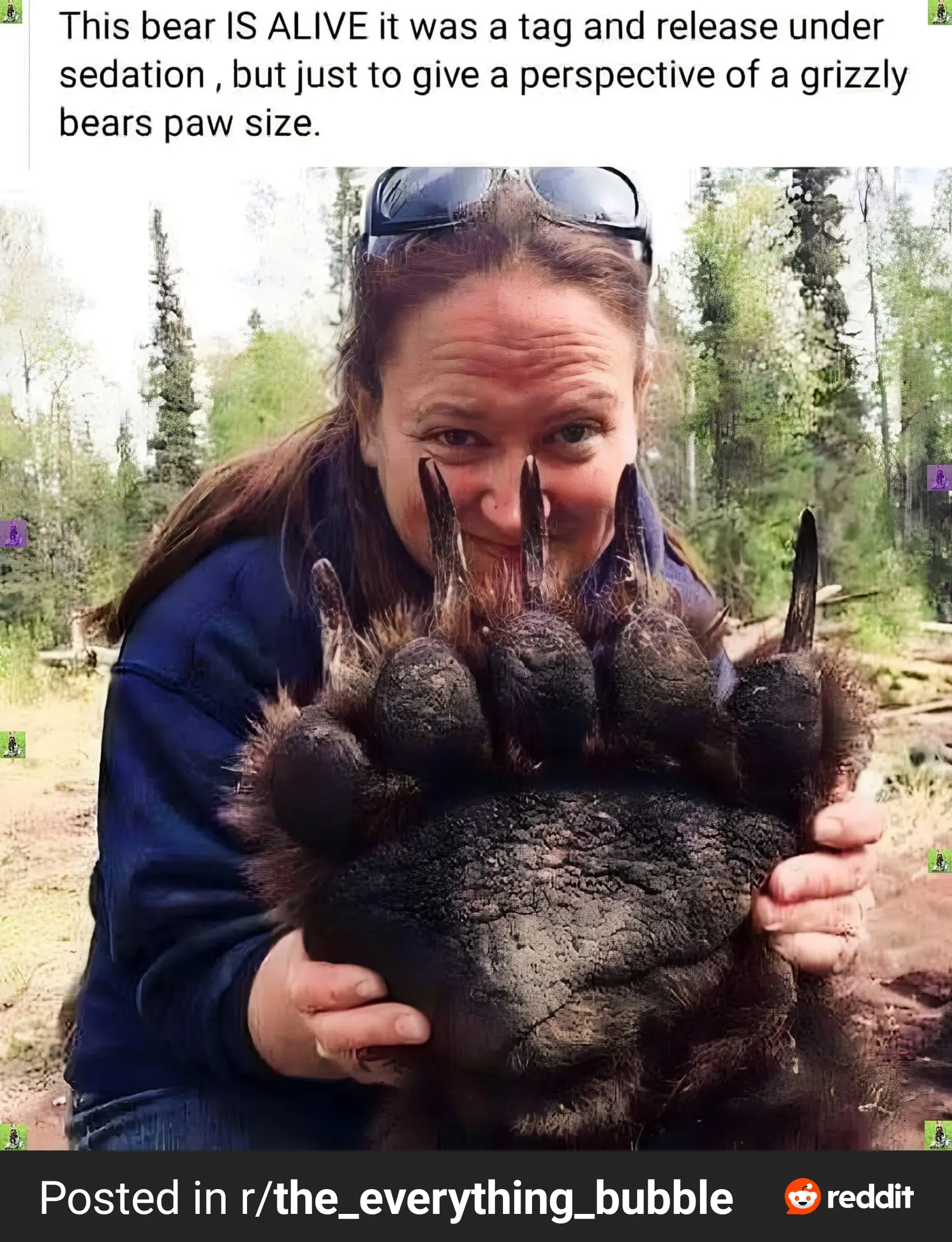 12 Massive Oddities That Will Change Your Perception of Size! 🐻😲 27 Absolute Units of a bear paww