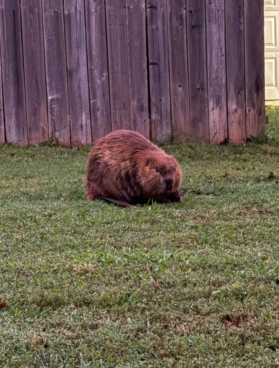 20 Extraordinary Beasts That Challenge Our Definition of Big! đŠ 32 Absolute Units of a beaver found in my neighborhood. In Texas of all places!