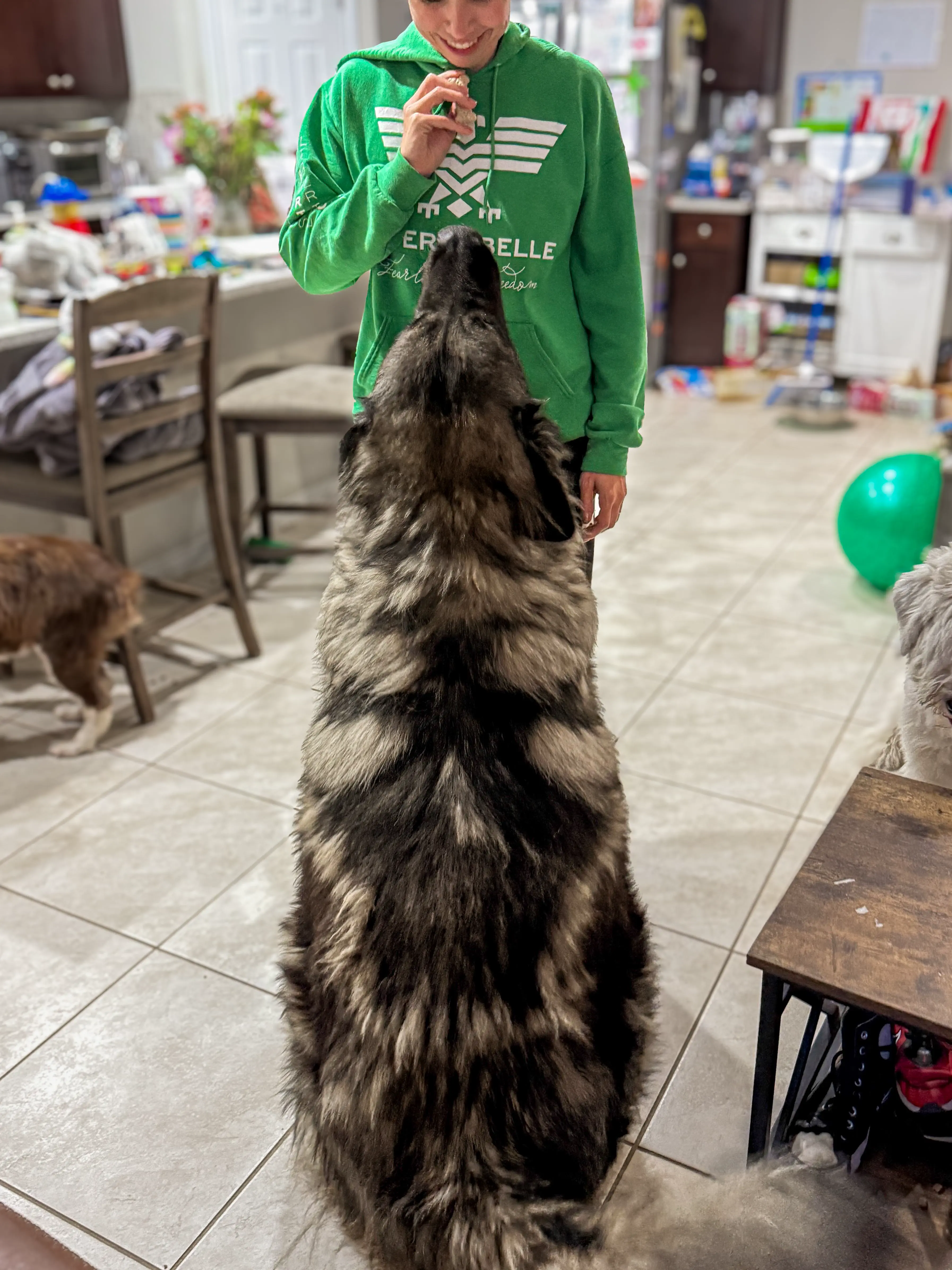 12 Giant Beasts that Redefine Size Expectations! 🦁 19 Absolute Units of a beggar