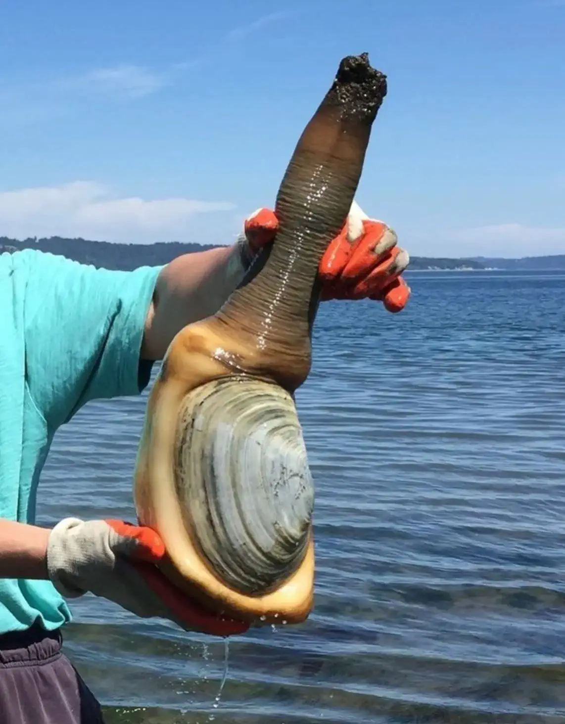 10 Massive Creatures That Will Leave You Awestruck! đđŸ 16 Absolute Units of a Big Snail