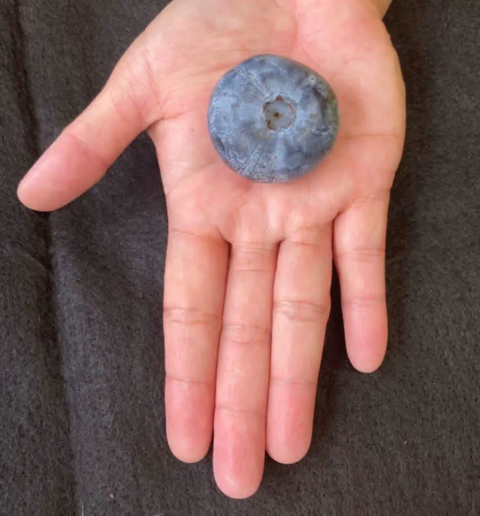 14 Unbelievably Large Oddities You Simply Must See! 🤯🐾 29 Absolute Units of a Blueberry