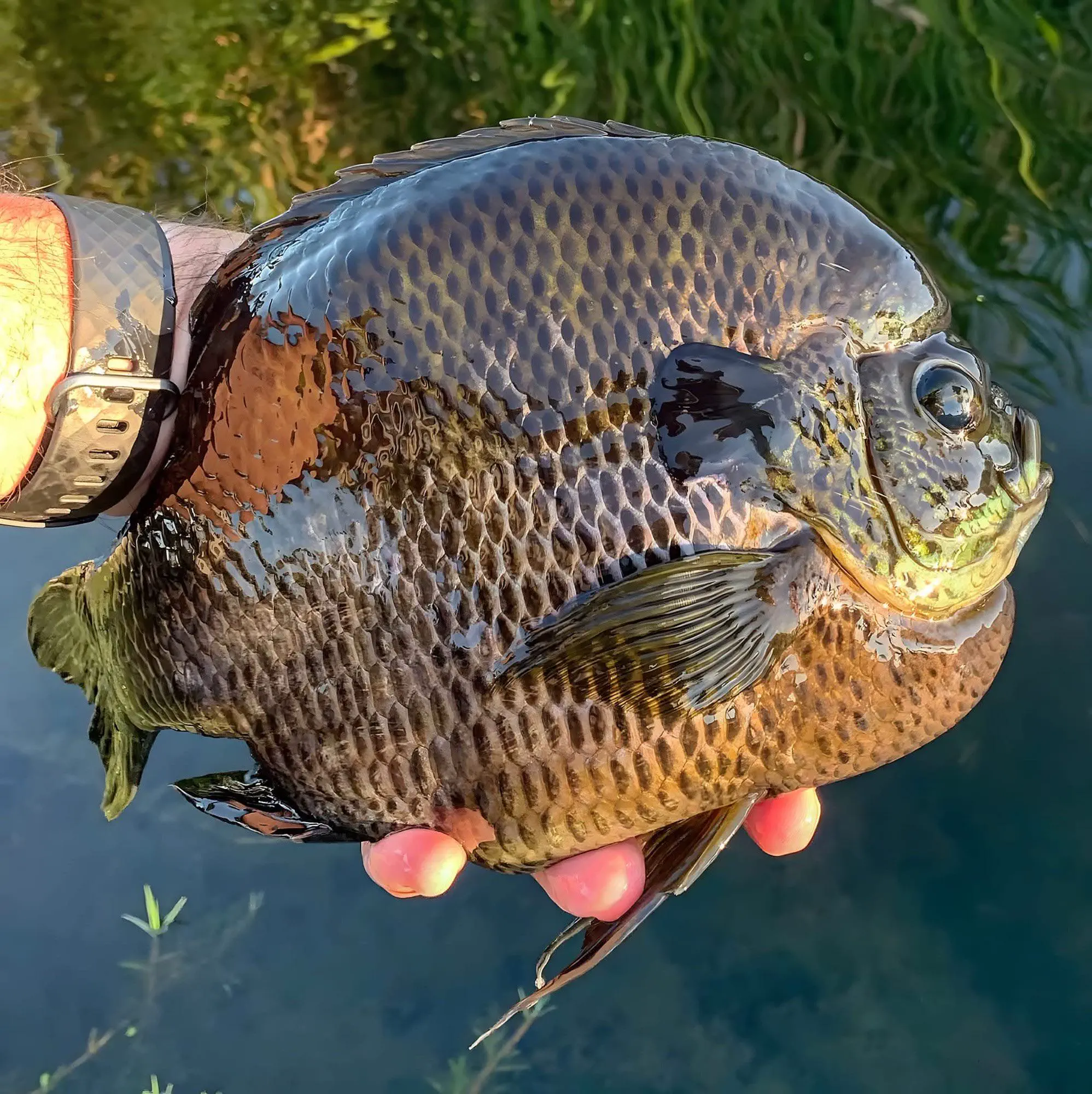 19 Monstrous Marvels That Challenge Your Perception of Size! 🦙🔍 24 Absolute Units of a bluegill
