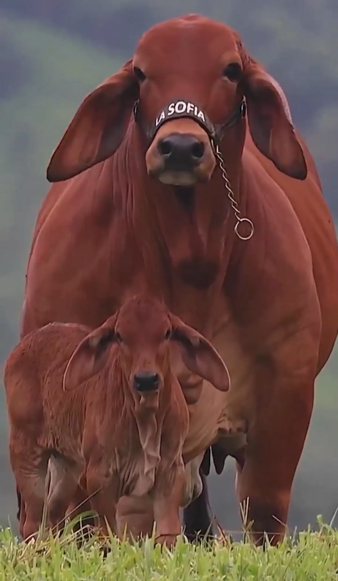 23 Outrageously Large Wonders You Must See! đđ 26 Absolute Units of a brahman cattle and baby.