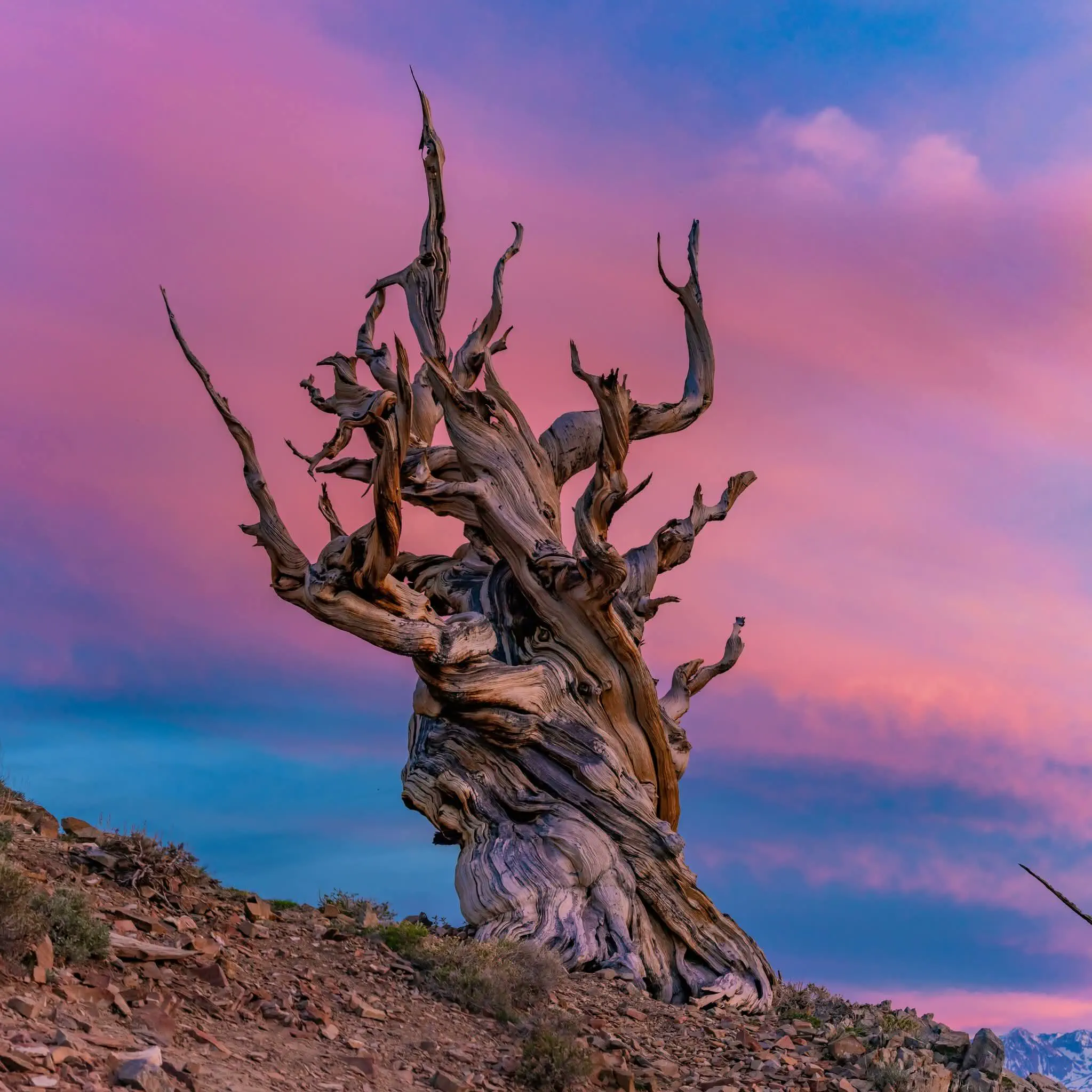 15 Amazing Oversized Wonders You Have to Experience! đ 22 Absolute Units of a bristlecone pine
