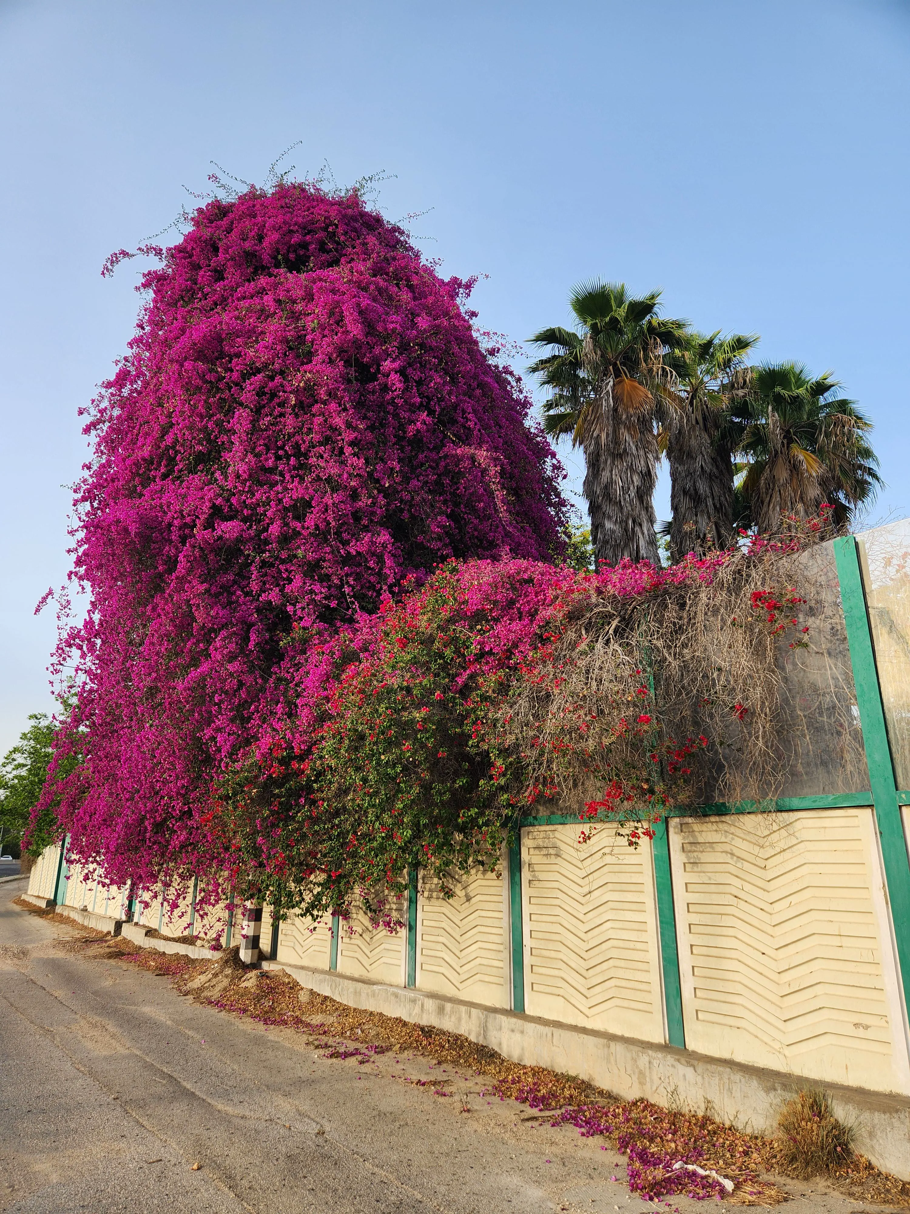 14 Massive Oddities That Will Challenge Your Perception of Size! đ 26 Absolute Units of a bush