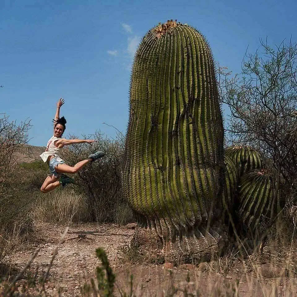 20 Extraordinary Beasts That Challenge Our Definition of Big! đŠ 37 Absolute Units of a cactus đ”
