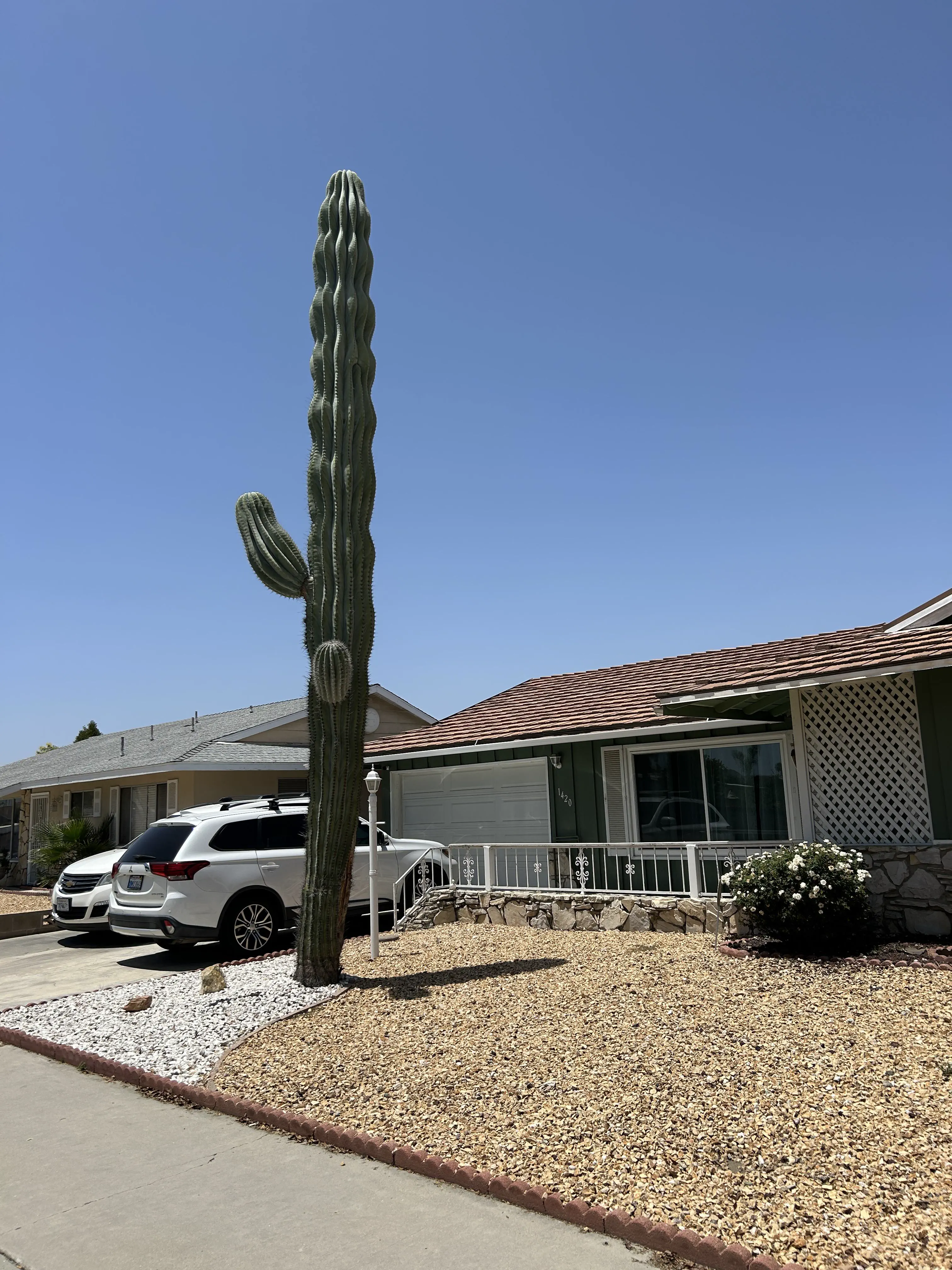 11 Mind-Blowing Absolute Units That Shatter Expectations! đđŸ 22 Absolute Units of a cactus đ”