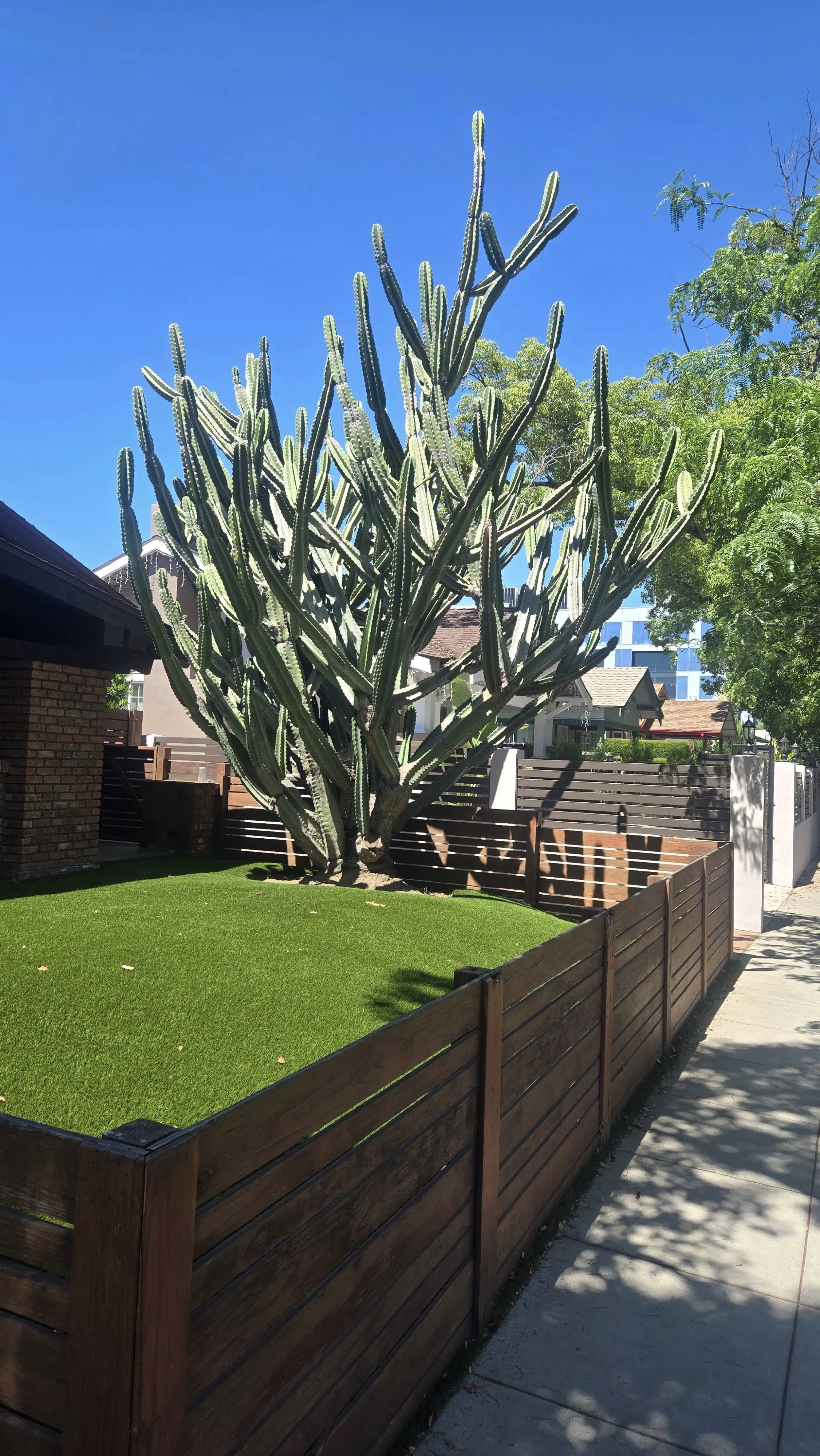 Unveiling 13 Massive Oddities That Will Amaze You! đ 17 Absolute Units of a cactus