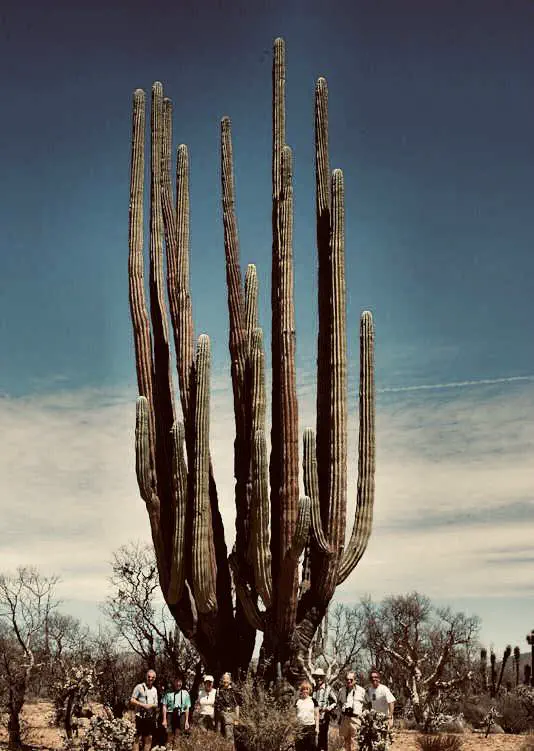 Unveiling 13 Massive Oddities That Will Amaze You! đ 19 Absolute Units of a cactus