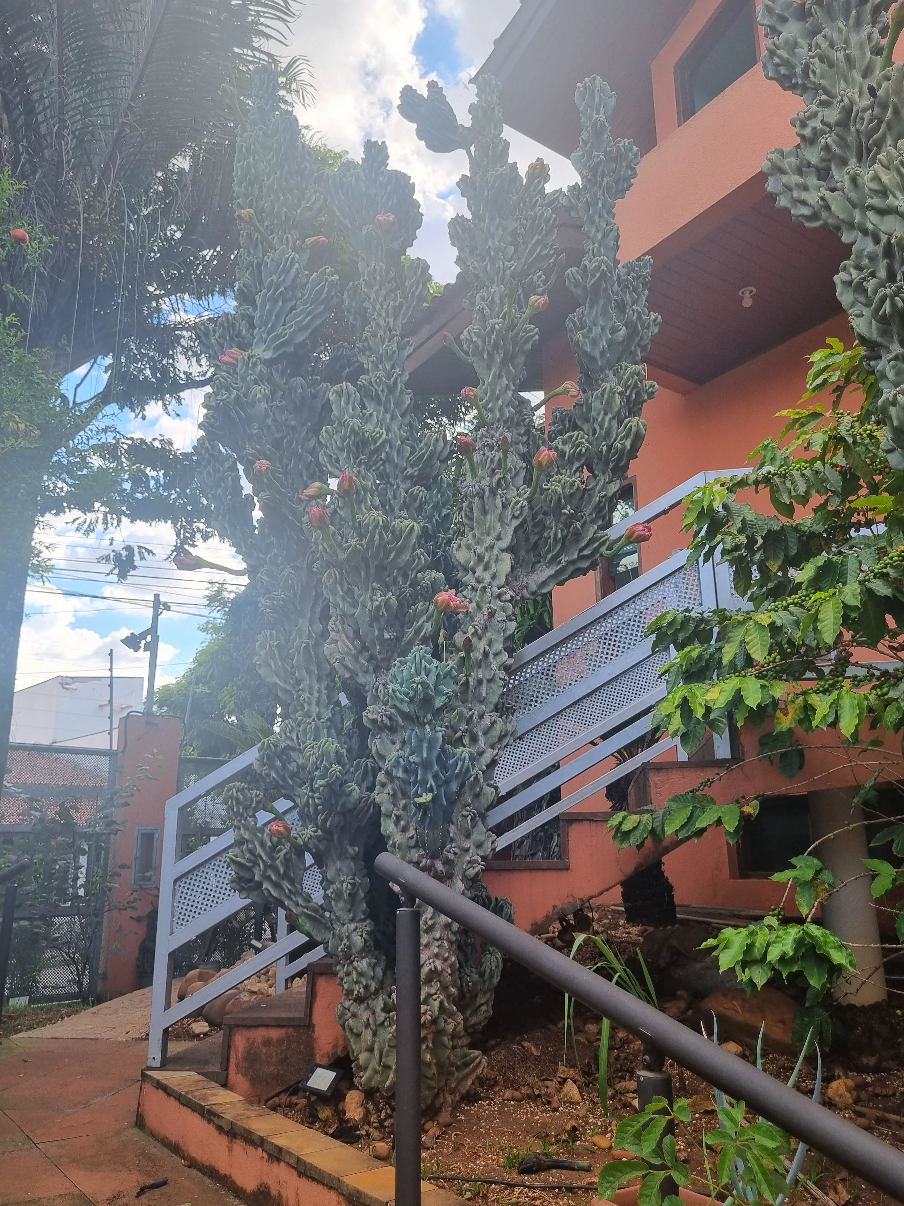 17 Remarkable Behemoths That Will Change How You See Size! 🦁 29 Absolute Units of a cactus