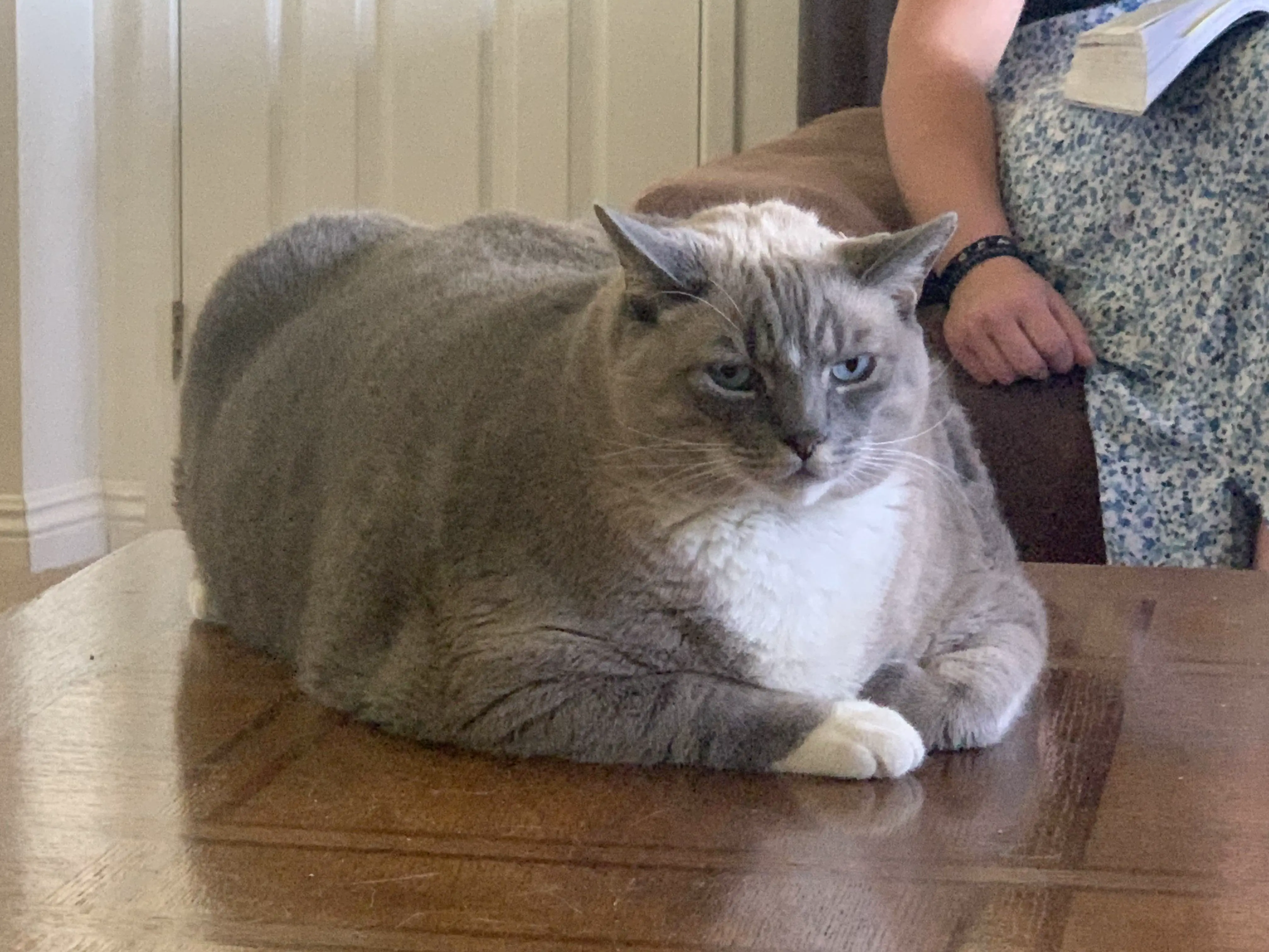 12 Unforgettable Absolute Units That Will Amaze You! đ 26 Absolute Units of a cantankerous cat.