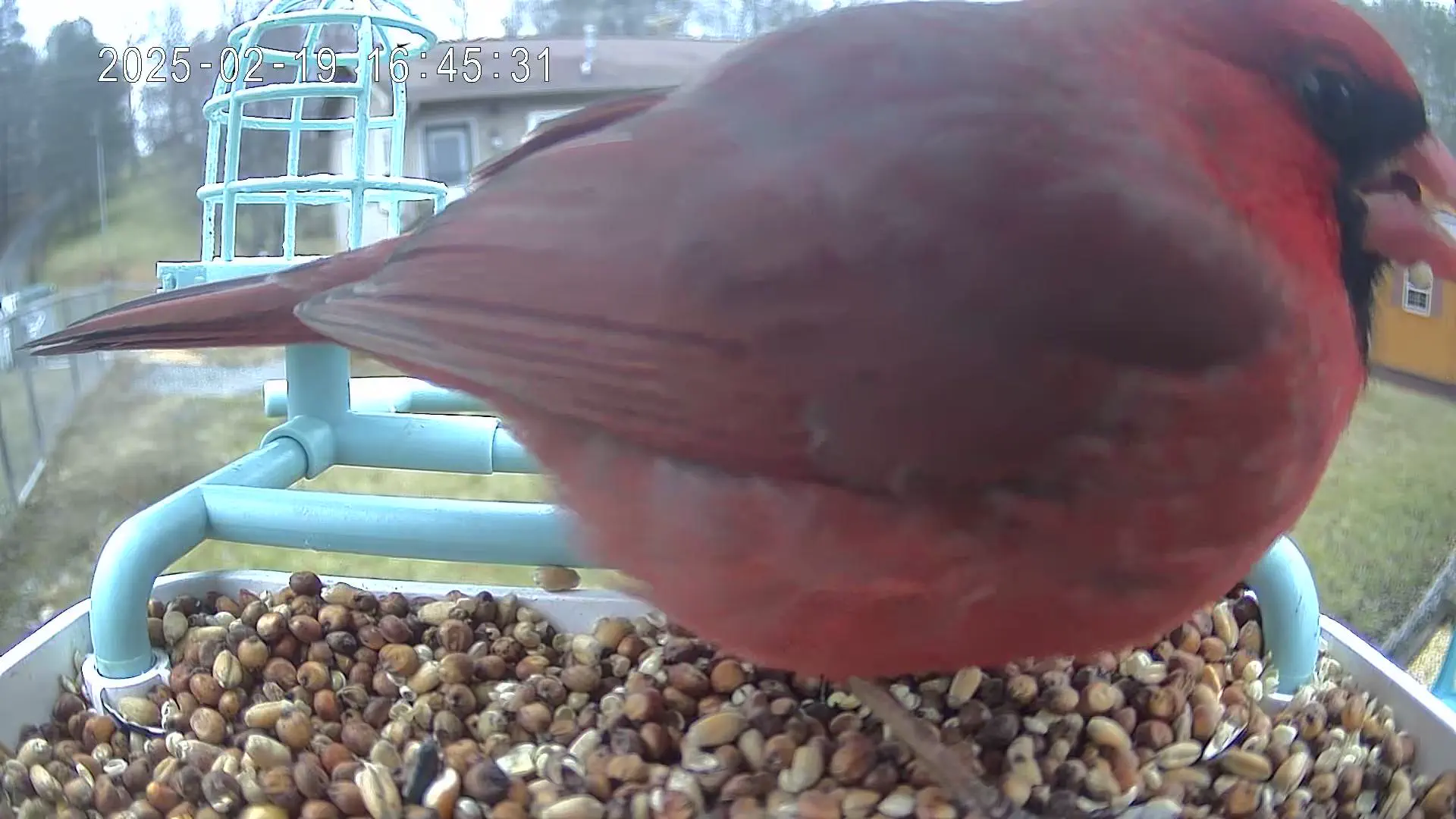 19 Absolutely Massive Oddities You Can't Miss! âĄđ» 37 Absolute Units of a cardinal at my bird feeder