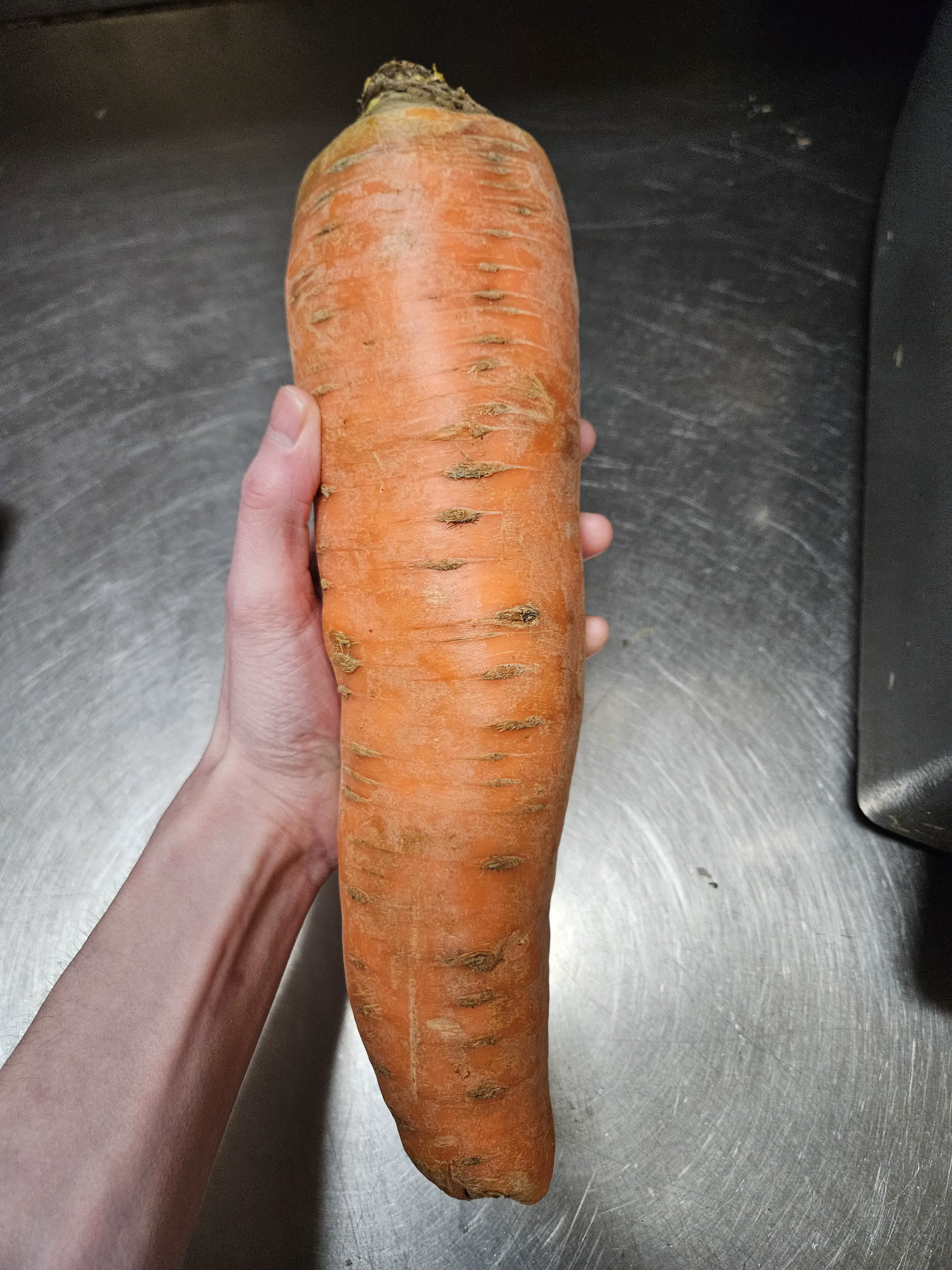 23 Outrageously Large Wonders You Must See! đđ 31 Absolute Units of a carrot
