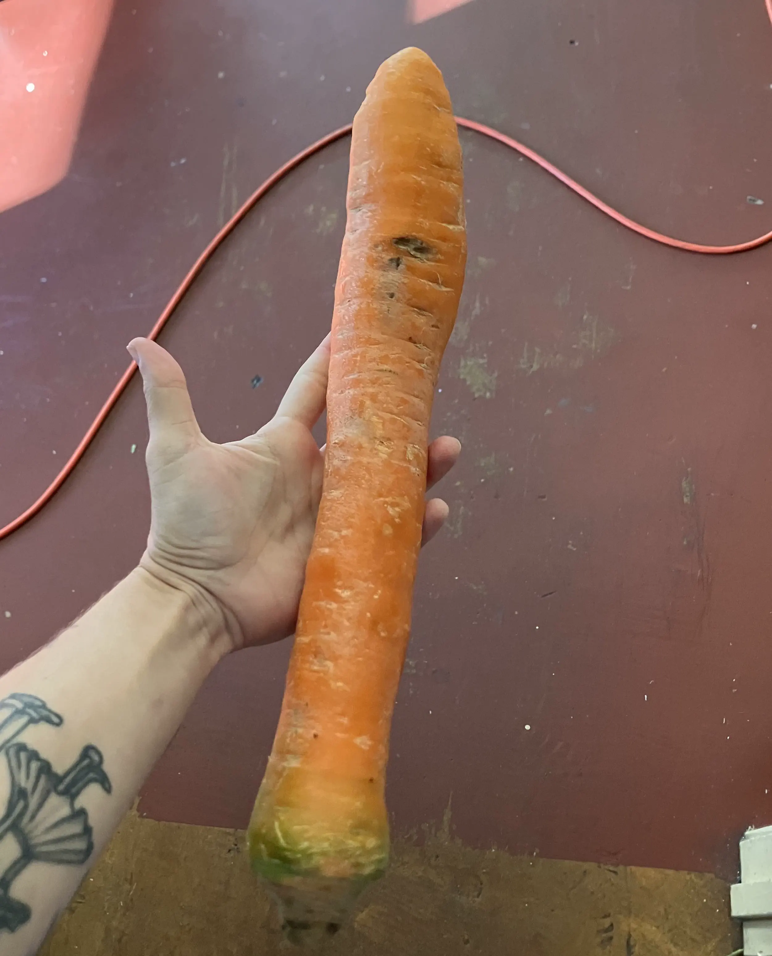 13 Extraordinary Absolute Units That Will Startle You! 🐾 19 Absolute Units of a carrot