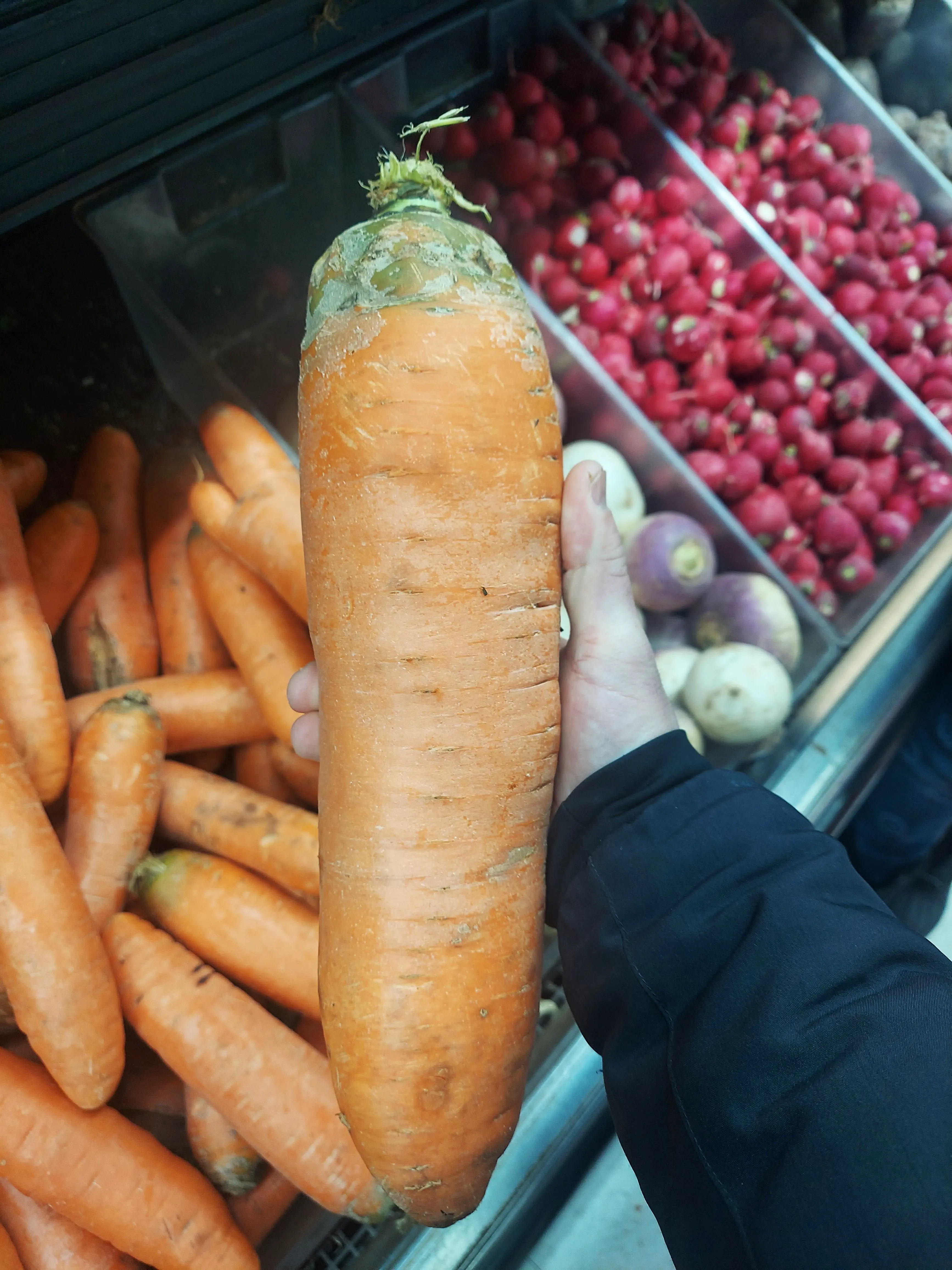 20 Mind-Blowing Behemoths That Redefine Huge! 🦀🦐 35 Absolute Units of a carrot