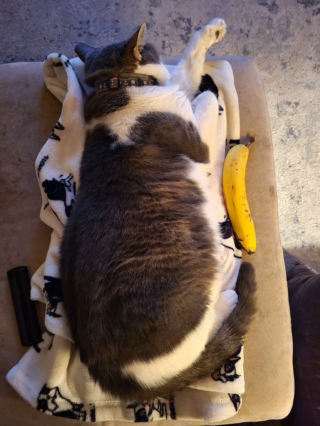 19 Absolutely Massive Oddities You Can't Miss! âĄđ» 35 Absolute Units of a cat