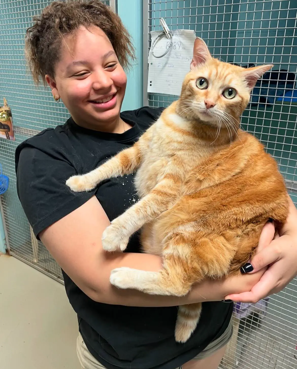 10 Massive Creatures That Will Leave You Awestruck! đđŸ 13 Absolute Units of a cat I met at a shelter, named Orange