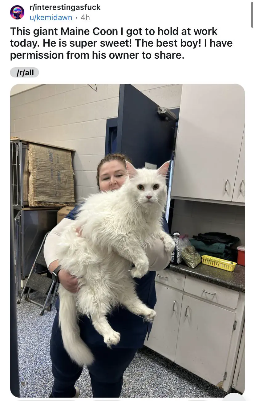 16 Hilariously Massive Oddities That Defy Belief! 🐾🤯 30 Absolute Units of a cat