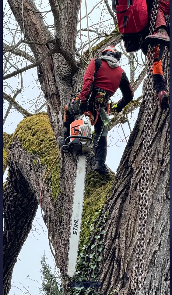 13 Mind-Blowing Absolute Units You Won't Believe Exist! đ€Ż 22 Absolute Units of a chainsaw!