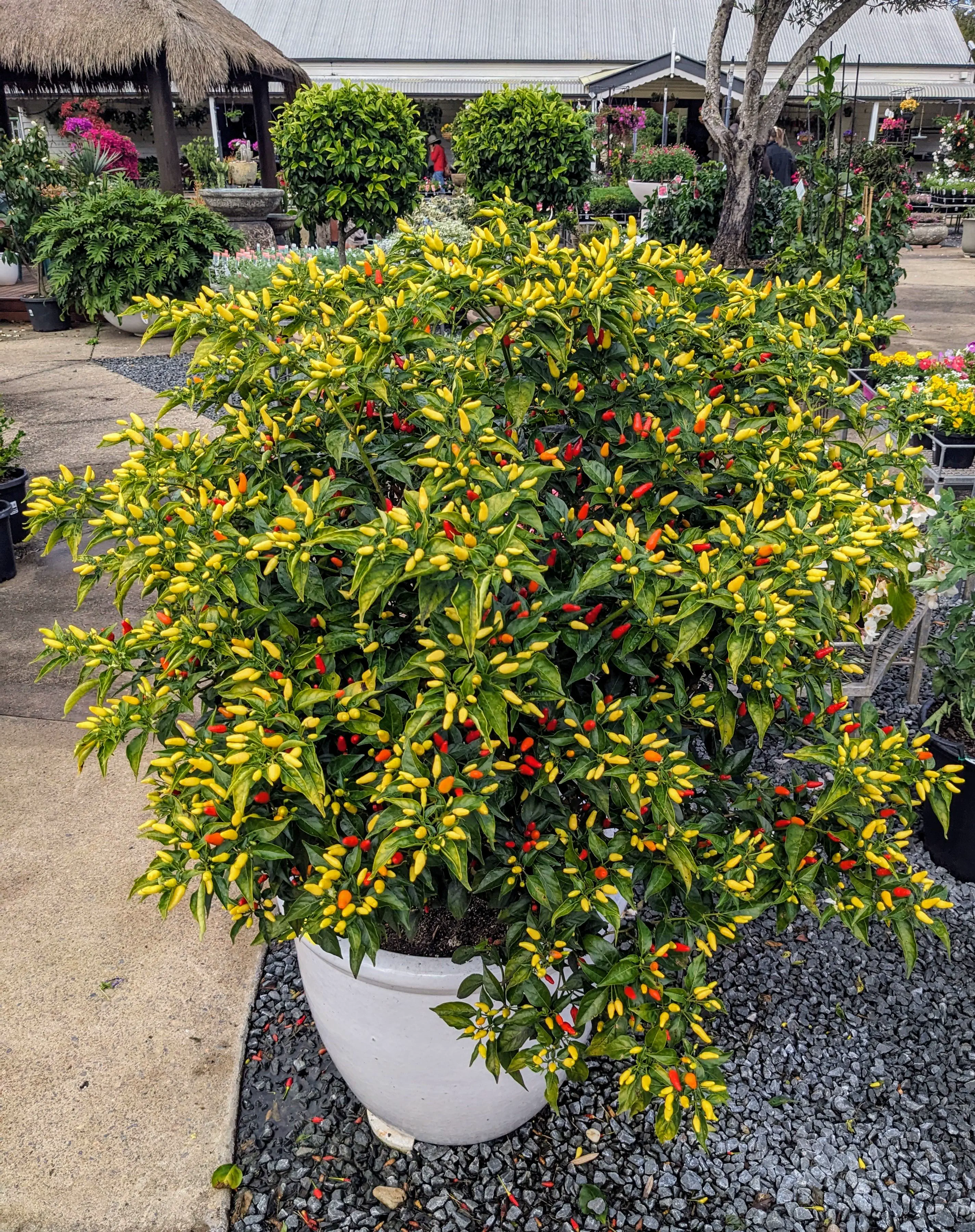 12 Unforgettable Absolute Units That Will Amaze You! đ 22 Absolute Units of a chilli plant