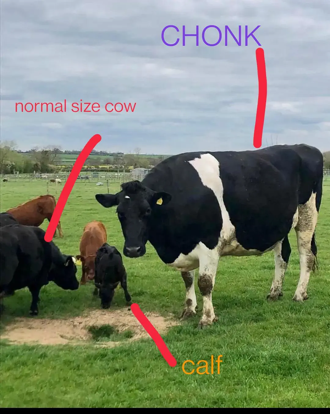 23 Outrageously Large Wonders You Must See! đđ 34 Absolute Units of a Cow