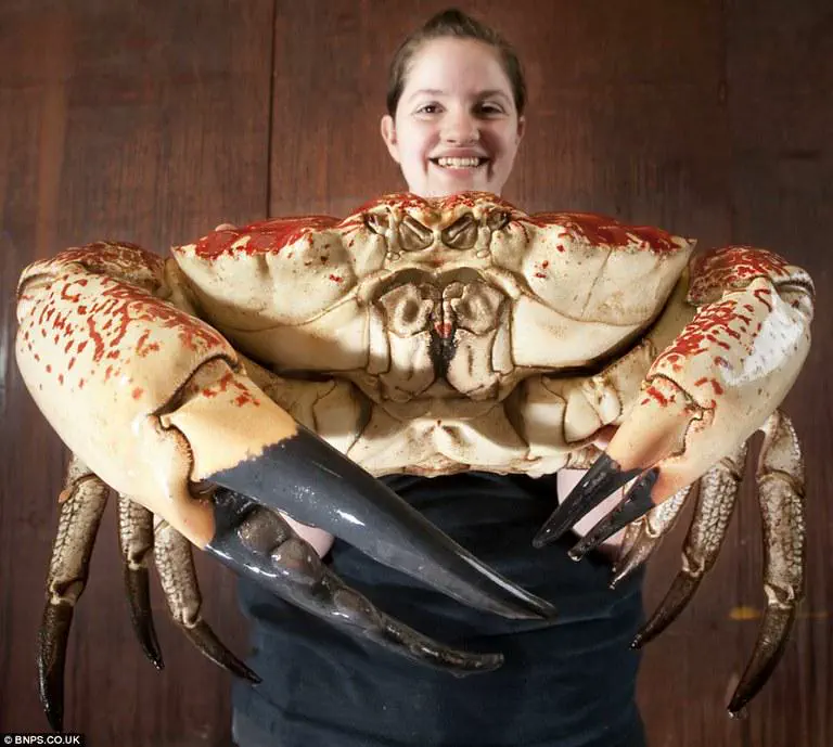 14 Unbelievably Large Oddities You Simply Must See! 🤯🐾 28 Absolute Units of a crab