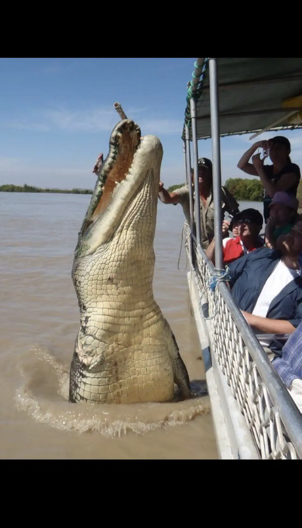 20 Extraordinary Beasts That Challenge Our Definition of Big! đŠ 31 Absolute Units of a crocodile