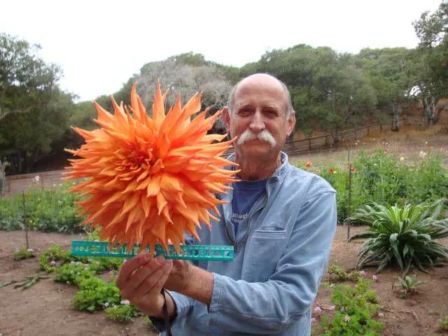 12 Mind-Blowing Absolute Units That Will Absolutely Amaze You! đ 26 Absolute Units of a dahlia