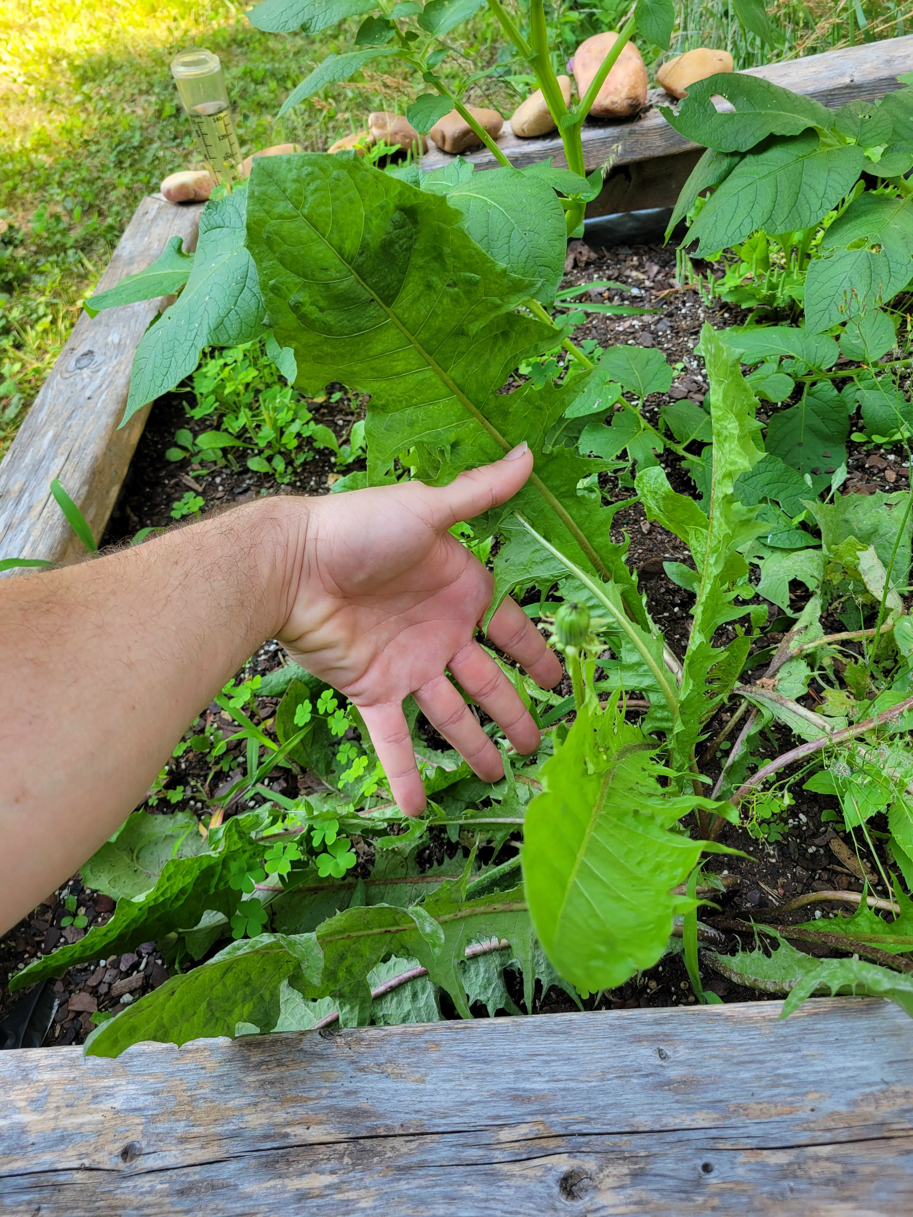 12 Unforgettable Absolute Units That Will Amaze You! đ 23 Absolute Units of a dandelion leaf