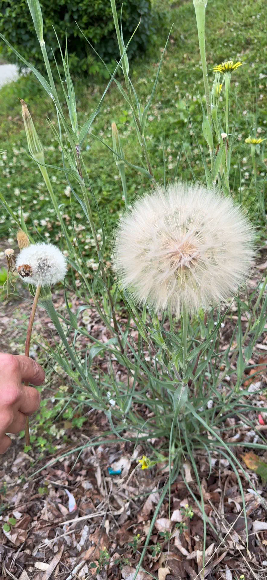 19 Monstrous Marvels That Challenge Your Perception of Size! 🦙🔍 27 Absolute Units of a dandelion my mom discovered at work