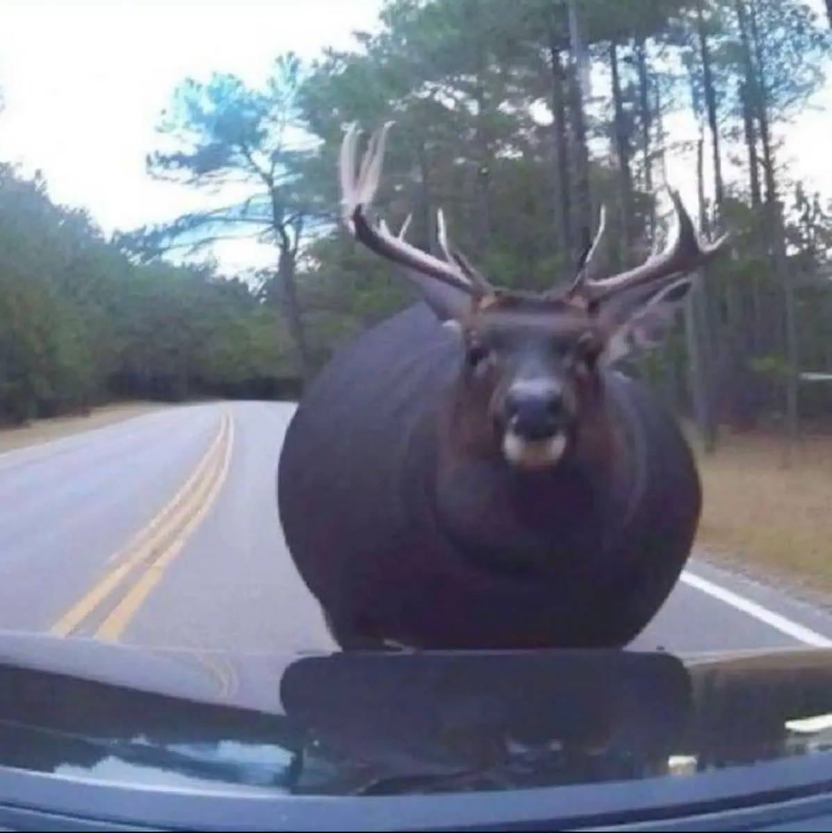 10 Massive Creatures That Will Leave You Awestruck! đđŸ 18 Absolute Units of a deer