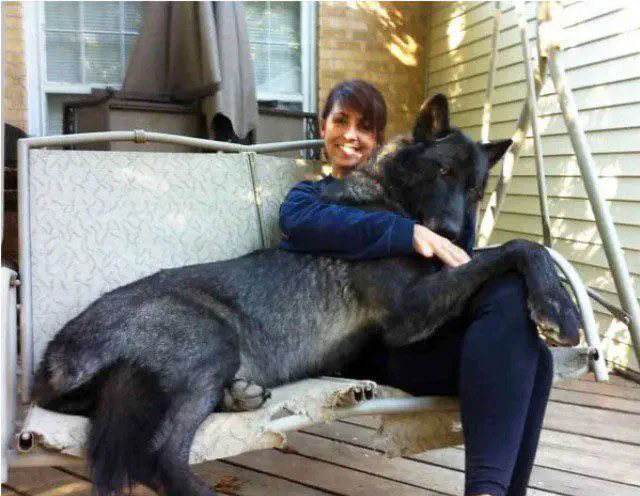 15 Amazing Oversized Wonders You Have to Experience! đ 21 Absolute Units of a dog