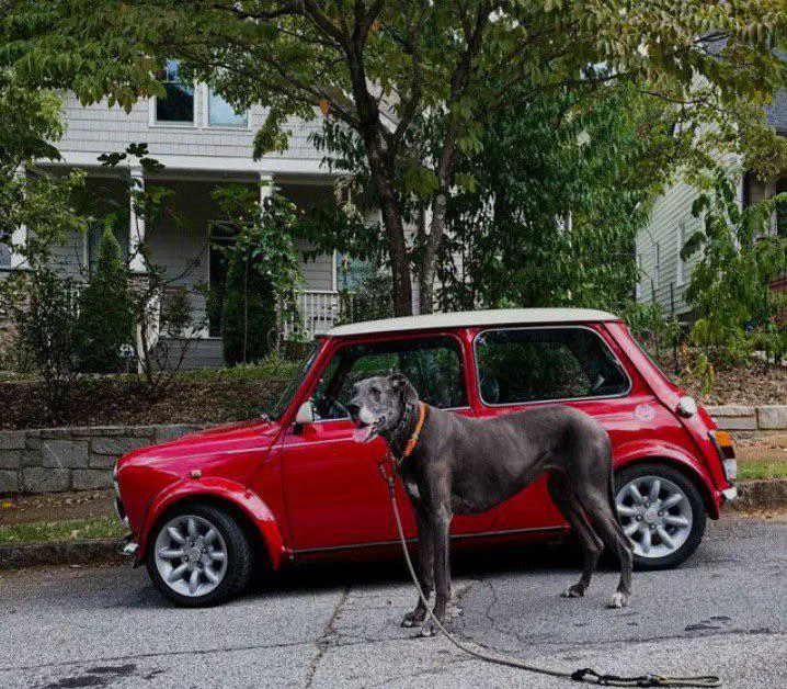 12 Mind-Blowing Absolute Units That Will Absolutely Amaze You! đ 20 Absolute Units of a dog