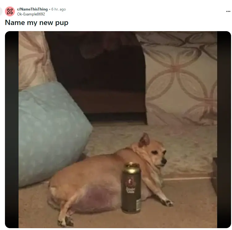 Unveiling 13 Massive Oddities That Will Amaze You! đ 21 Absolute Units of a dog