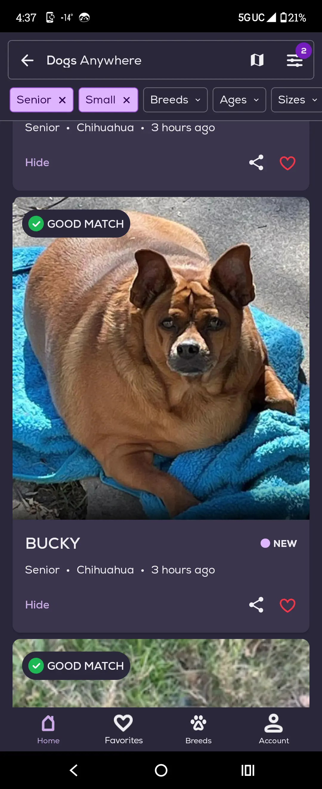 14 Unbelievably Large Oddities You Simply Must See! 🤯🐾 24 Absolute Units of a dog on PetFinder