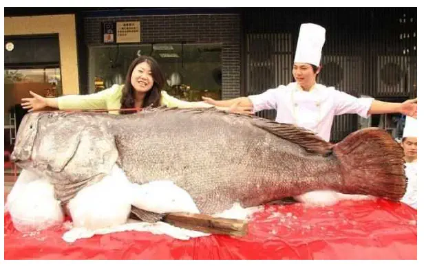 12 Truly Monumental Beasts That Will Astound You! đŠ 25 Absolute Units of a fish