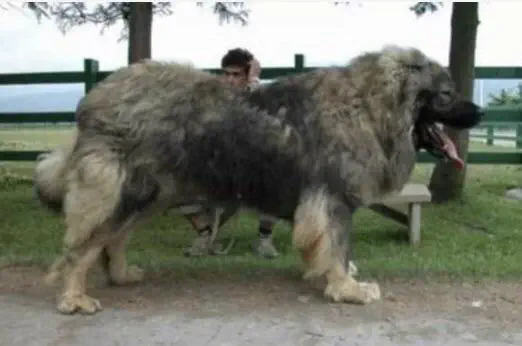 8 Crazy Massive Oddities That Prove Size Matters! đđ 13 Absolute Units of a fluffy dog
