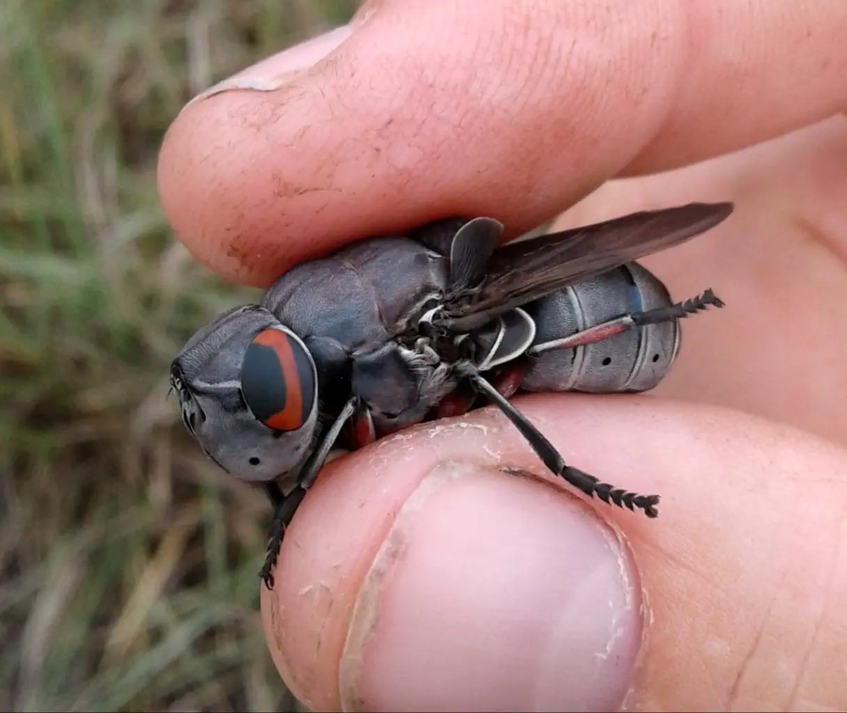 16 Hilariously Massive Oddities That Defy Belief! 🐾🤯 23 Absolute Units of a fly