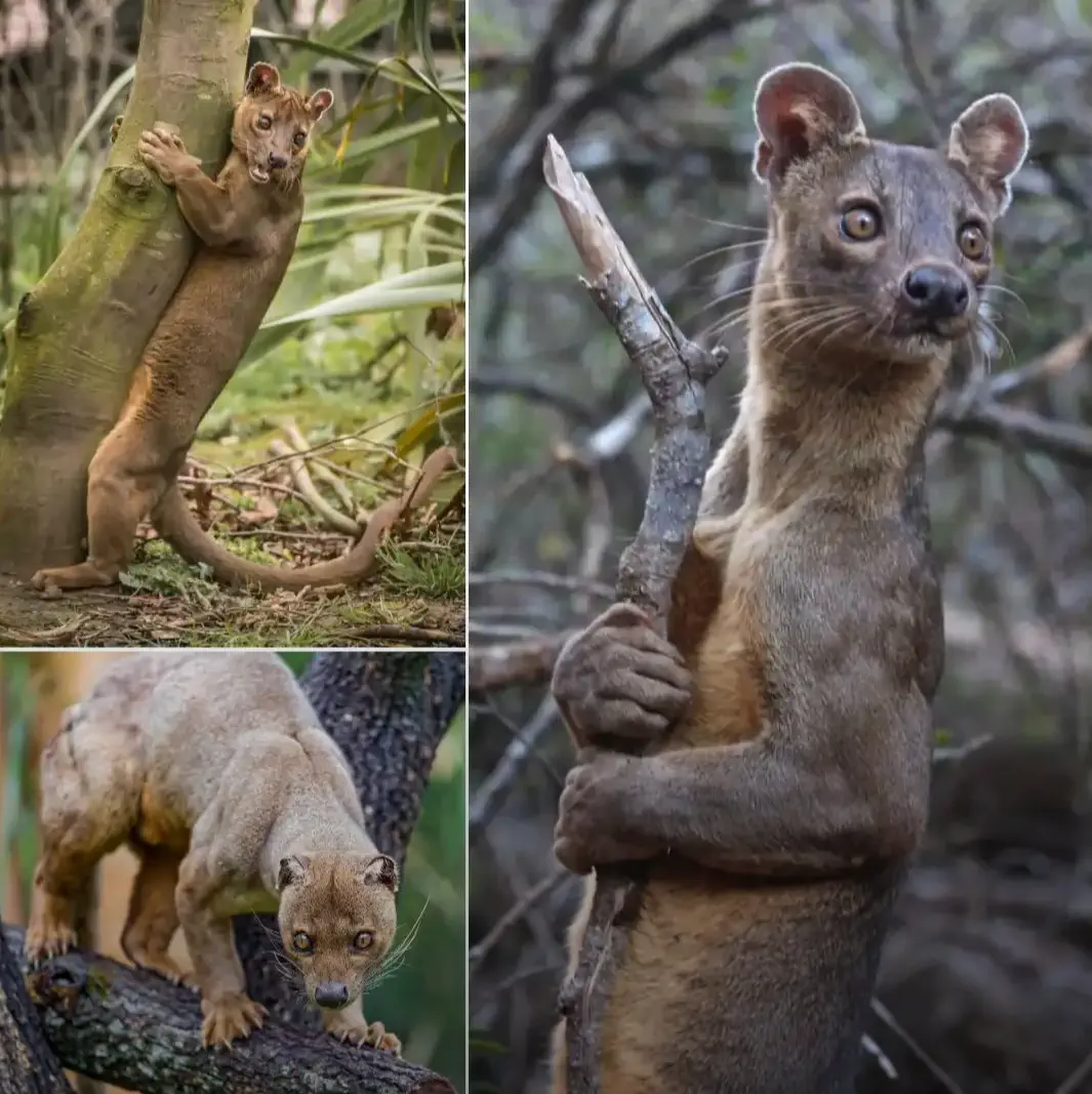 12 Over-The-Top Absolute Units That Will Take Your Breath Away! đ 30 Absolute Units of a fossa, Madagascar's top predator