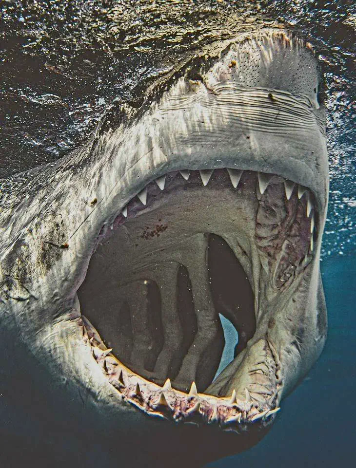 11 Mind-Blowing Absolute Units That Shatter Expectations! đđŸ 13 Absolute Units of a freaking set of mouth and teeth from this shark