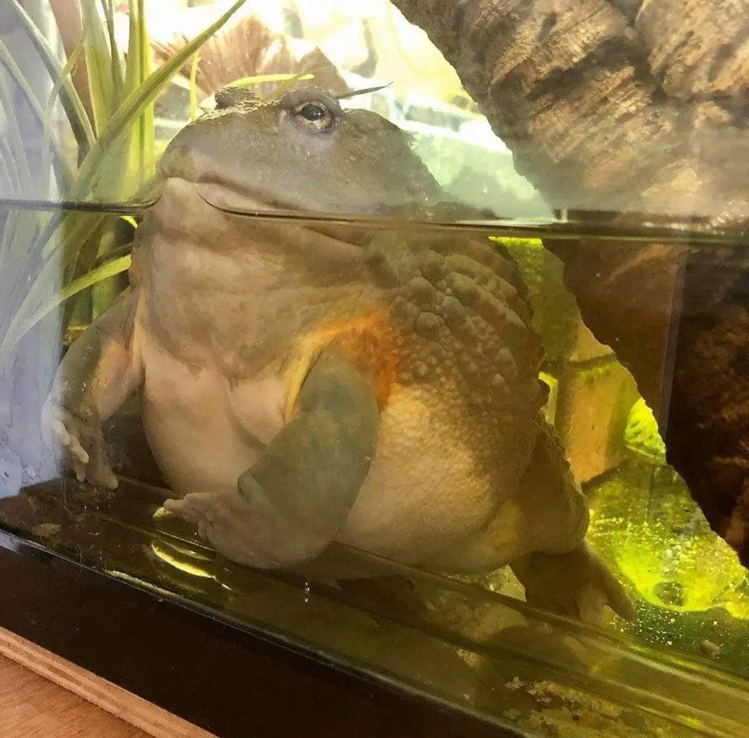 23 Outrageously Large Wonders You Must See! đđ 47 Absolute Units of a frog.